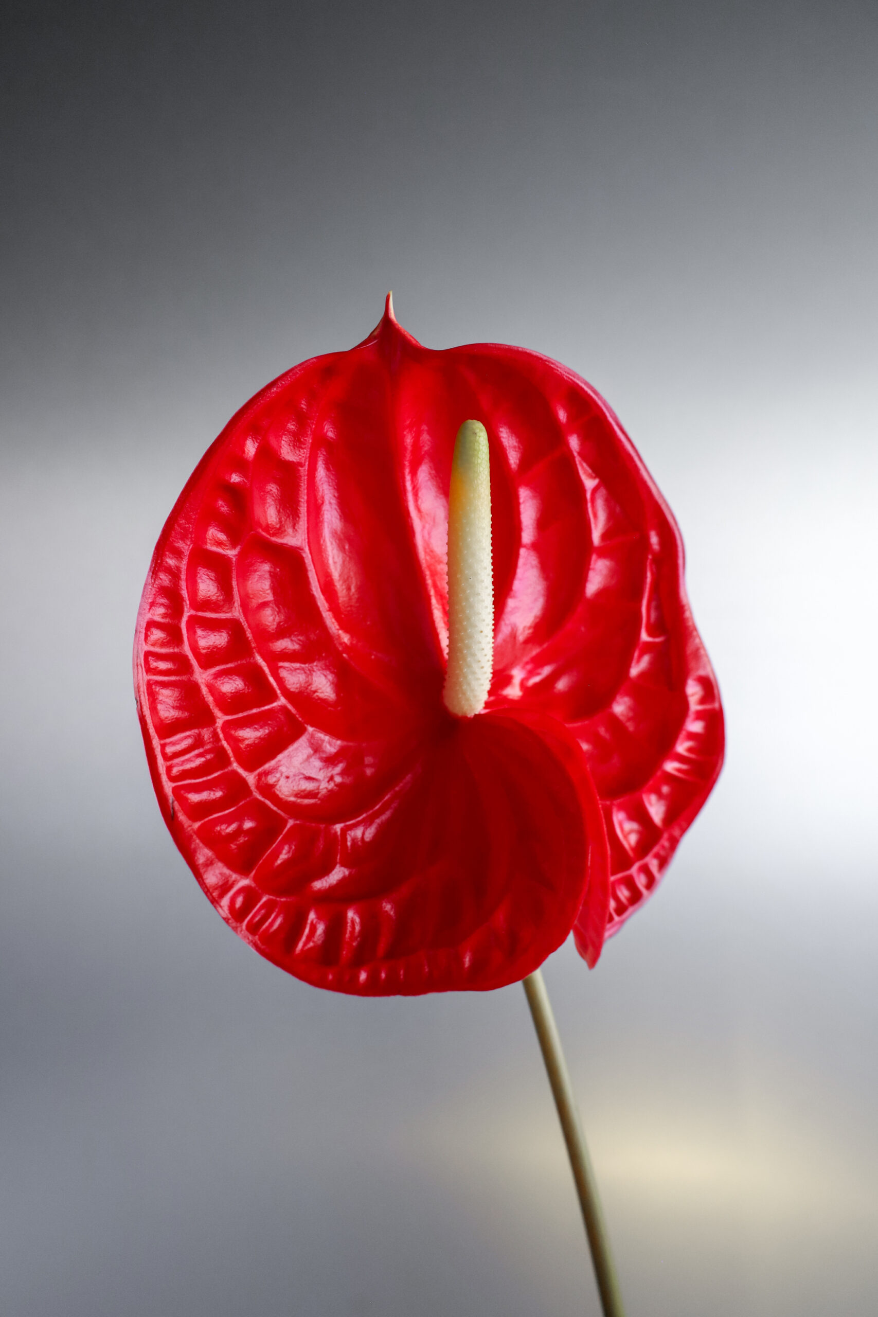SS_STUDIO_FRANKE_SIGFRIDO-SERRA-STUDIO_09